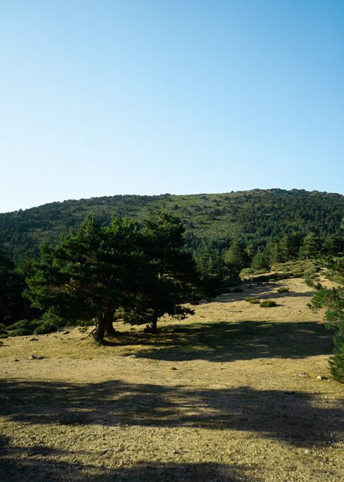 51635dfe-0c65-47a9-bc3b-738751c8d816_rw_600